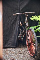 Taichung City, Taiwan - Aug 25, 2026: Rusty antique velocipede with flaking paint beside split leaf philodendron, black curtain behind, Shenji New Village. © Moment Capsule