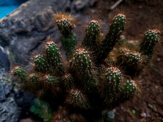 Small spiny cactus plant macro closeup background. Exotic desert succulent for home decor, botanical stock photo, and indoor gardening wallpaper. © Tamimah