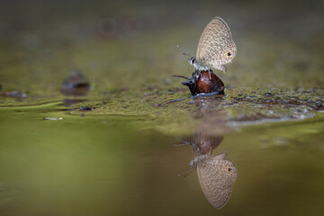 Prosotas dubiosa or The Tailless Lineblue while sucking up mineral salt and water on the fallen fruit from Tat Ton National Park, Mueang Chaiyaphum District, Chaiyaphum Province, Thailand. © Saharath