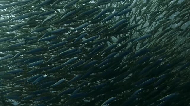 Aerial view of a dense school of fish swimming in the dark ocean waters off the coast of Ocean Shores, Washington, United States