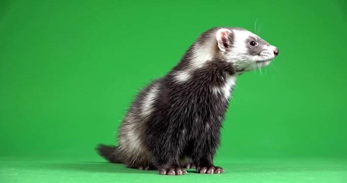 small ferret standing on hind legs sniffing the air and looking around against a professional green screen background 4kK video 60 fps