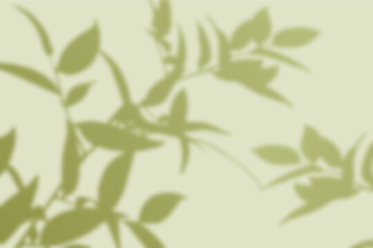 Soft plant shadow overlay on olive green background
