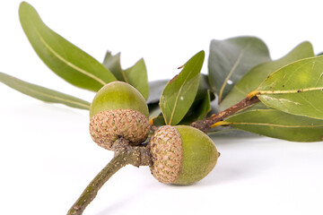 Acorns, Closeup, Isolated On White © Tony