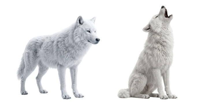 White arctic wolf standing and howling sitting isolated