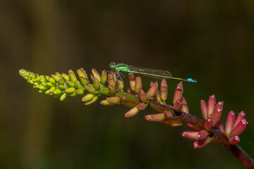 Damselfly Macro With Mildew © Tony