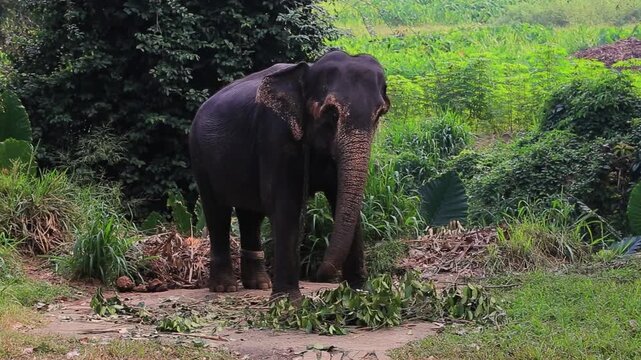 Asian elephant swaying from side to side in jungle