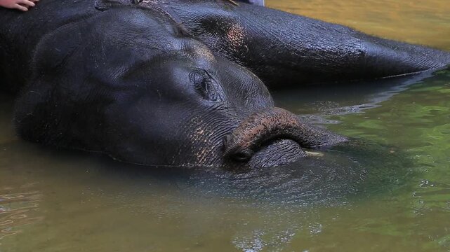 Close up of asian elephant bathing in river water