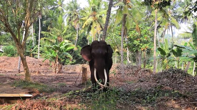 Rare tusker elephant standing among tropical palm trees