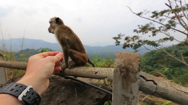 Man feeding wild monkey with nut outdoor