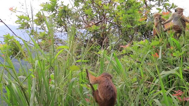 Wild macaque monkey sitting in high green grass