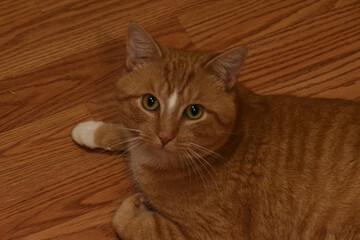 Orange tabby cat sits alert on a polished wood floor © Booth & Batch Studio