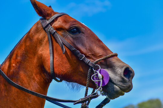 Caballo de Polo