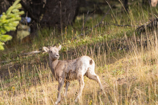 A Baby Mountain Goat Grazing on Rocky Cliff