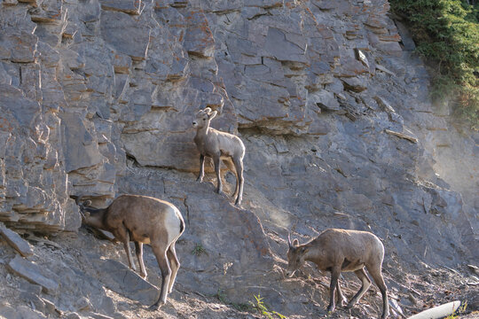 Mother Mountain Goat and Baby Grazing on Rocky Cliff