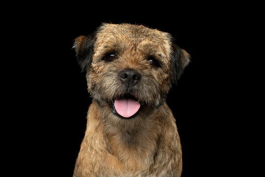 Happy border terrier dog looking at camera, isolated on black background, pink tongue out, cheerful friendly smile, wiry tan fur, whiskers, frontal studio portrait