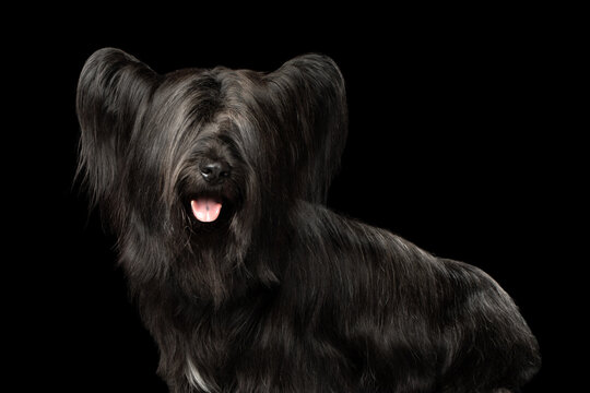 Skye terrier dog with long silky black coat in side view, tongue out, eyes hidden behind fringe, rare breed isolated on black background, studio portrait