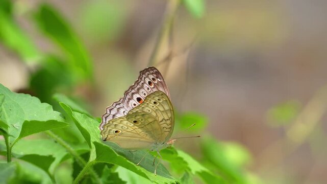 Macro footage of a beautiful butterfly with intricate wing patterns and ocelli resting on lush green leaves in a sunny outdoor garden.