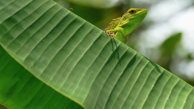 Vibrant Green Oriental Garden Lizard Peeking Over the Edge of a Large Tropical Banana Leaf in a Lush Garden Setting, Close-up of Exotic Reptile in Its Natural Wildlife Habitat.