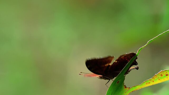 Macro shot of a beautiful brown butterfly resting on a jagged green leaf in a sunny garden, featuring a soft blurred green background that highlights the delicate texture of the insect wings.
