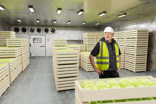 Cold storage warehouse, worker inspects crates of green apples stored in a refrigerated facility with industrial cooling and ventilation systems.