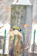 Great tit (Parus major) against a background of a blurred winter landscape at a feeder with lard. © Michel F