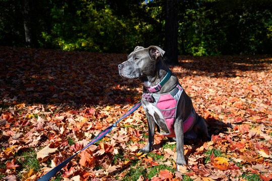 Cute gray dog in pink harness and sparkly blue collar sitting on a fall leaf, orange and yellow autumn color, covered grass lawn on a sunny day playing outside
