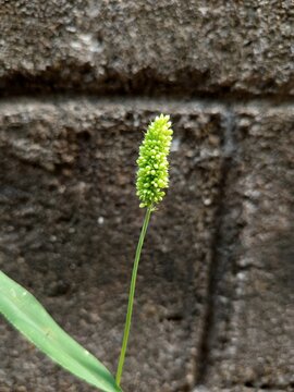 Close up of green foxtail grass or Setaria viridis wildflower blooming with blurred concrete brick wall background.