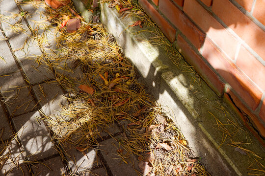 Yellow pine needles and little cones scattered on grey paving tiles beside old red brick wall under sunny day