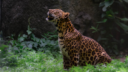 Leopard (Panthera pardus) Cambodia. © Kem