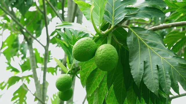 Young breadfruit hanging on the tree with green leaves in tropical garden
