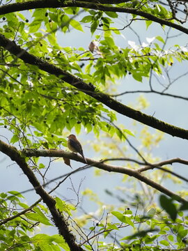 枝に止まるオオルリの若鳥