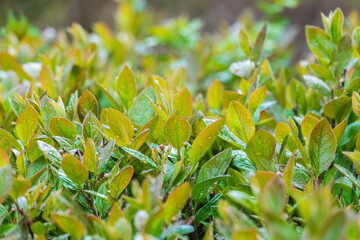 Green leaves with water drops after rain © Dmitrii Potashkin