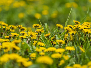 Field of yellow dandelions. Taraxacum officinale, the common dandelion © Dmitrii Potashkin