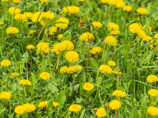 Field of yellow dandelions. Taraxacum officinale, the common dandelion © Dmitrii Potashkin