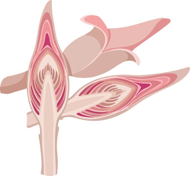 Illustration of Fresh Torch Ginger Flower Bud and Cross Section Halves