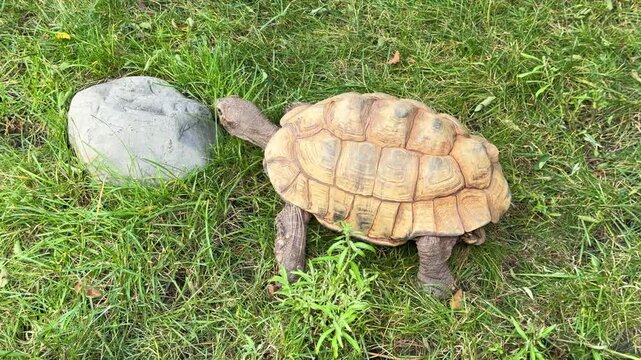 A large tortoise walks on green grass next to a rock in a zoo enclosure, a sulcata tortoise with a patterned shell exploring its habitat on a summer day.