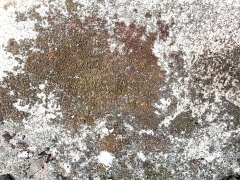Dark brown moss and algae growth patch on a concrete surface