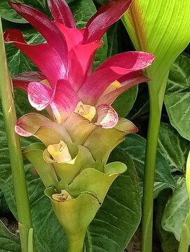 Close-up of vibrant pink and green Siam tulip flowers with layered bracts and yellow blooms surrounded by lush tropical foliage.