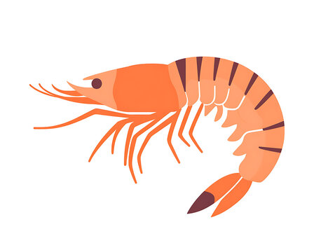 Elegant shrimp illustration with detailed lines
