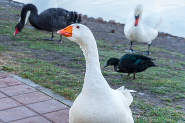 Portrait of Domesticated grey goose, greylag goose or white goose on green blured background with an open beak. © Dmitrii Potashkin