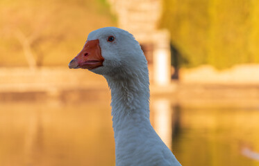 Portrait of Domesticated grey goose, greylag goose or white goose on green blured background with an open beak. © Dmitrii Potashkin
