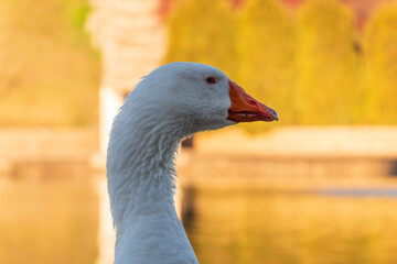 Portrait of Domesticated grey goose, greylag goose or white goose on green blured background with an open beak. © Dmitrii Potashkin