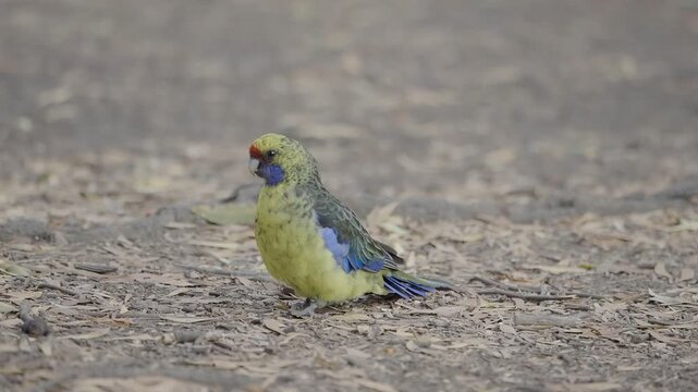 Green Rosella Calling and Walking on Maria Island, Tasmania, Australia with Natural Bird Sounds