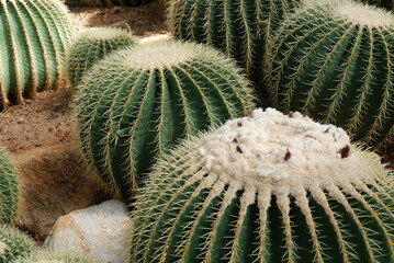 cactus in the garden © PPS