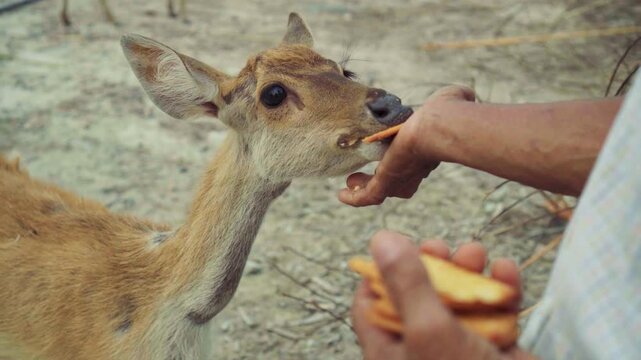 Close-Up of a Brown Deer Eating Fresh Green Leaves