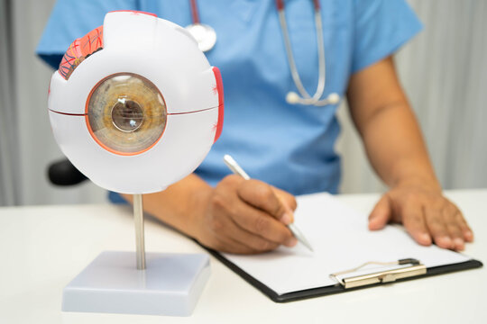 Asian doctor with eye human anatomy model for study diagnosis and treatment in hospital.