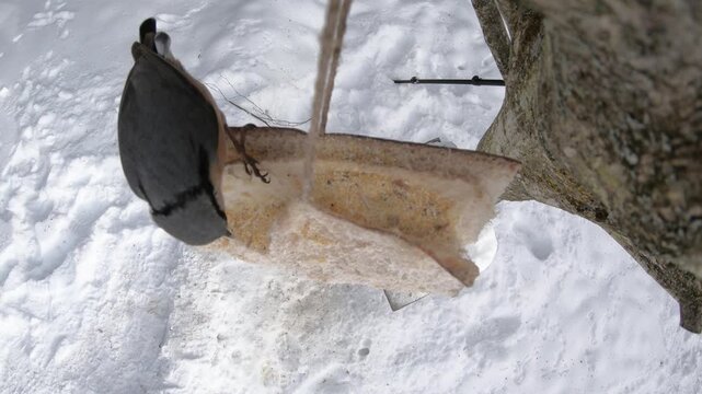  Eurasian nuthatch, Sitta europaea feeding on pork fatback in snowy winter garden 
