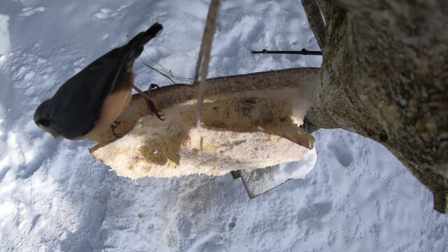  Eurasian nuthatch, Sitta europaea feeding on pork fatback in snowy winter garden 
