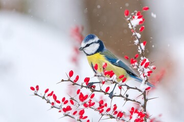 A cute blue tit sits on a snowy bush with red berries. Winter scene with a cute blue tit.  Cyanistes caeruleus © Monikasurzin