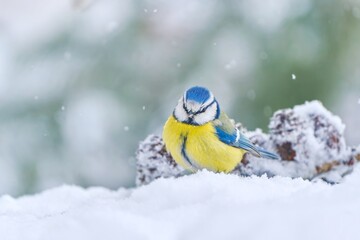 A blue tit looks for food in the snow. Winter scene with a cute blue tit.  Cyanistes caeruleus © Monikasurzin